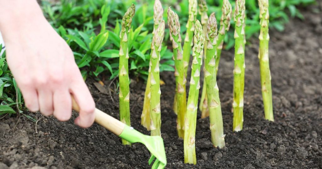 植蘆筍